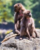 Gelada Monkeys
