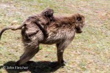 Gelada Monkeys
