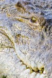 Crocodile Abstract