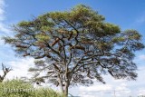 Tree with Bee Hives