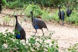 Vulture Guinea Fowl