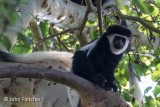 Colobus Monkey