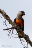 Parrot
