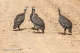 Helmeted Guinea Fowl
