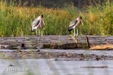 Marabou Storks
