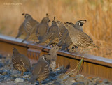 Californische Kuifkwartel - California Quail - Callipepla californica