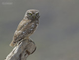 Steenuil - Little Owl - Athene noctua indigena