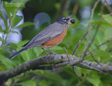 Roodborstlijster - American Robin - Turdus migratorius