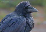 Raaf - Raven - Corvus corax