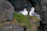 Noordse stormvogel - Northern Fulmar - Fulmarus glacialis