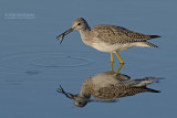 Grote Geelpootruiter - Greater Yellowlegs - Tringa melanoleuca