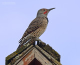 Gouden Grondspecht - Red-shafted Flicker - Colaptes cafer collaris