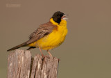 Zwartkopgors - Black-headed Bunting - Emberiza melanocephala