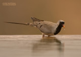 Maskerduif - Namaqua dove - Oena capensis