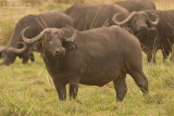 Afrikaanse buffel - African Buffalo - Syncerus caffer