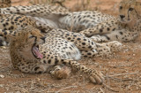 Cheetah - Cheetah - Acinonyx jubatus