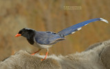 Red-billed Blue Magpie - Urocissa erythrorhyncha