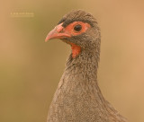 Roodkeelfrankolijn - Red-necked Francolin - Francolinus afer cranchii