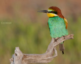 Europese Bijeneter - European Bee-eater - Merops apiaster