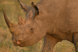 Zwarte neushoorn - Black rhino - Diceros bicornis