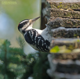 Haarspecht - Hairy Woodpecker - Picoides villosus