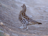 Kraaghoen - Ruffed Grouse - Bonasa umbellus