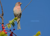 Mexicaanse Roodmus - House Finch - Carpodacus mexicanus