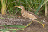 Woudaap - Little Bittern - Ixobrychus minutus