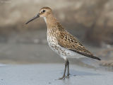 Bonte strandloper - Dunlin - Calidris alpina