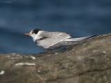 Visdief - Common Tern - Sterna hirundo