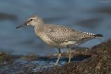 Kanoet - Knot - Calidris canutus