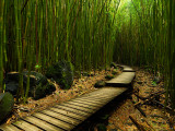 Realm Of The Panda