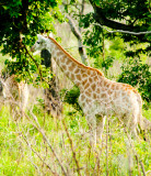Safari, Parc Kruger