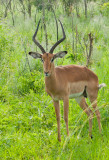 Safari, Parc Kruger