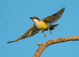 Thick-billed kingbird