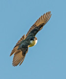 Thick-billed kingbird