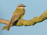 Tropical Kingbird