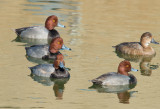 redheads