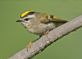 golden crowned kinglet