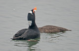 surf scoter courting