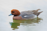 Eurasian Wigeon