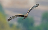 northern harrier