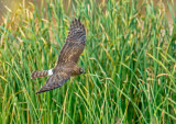 northern harrier