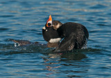courting surf scoters
