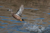 Blue winged teal