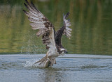 osprey and trout