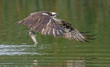 osprey and trout