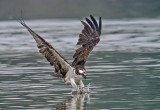 Osprey dive