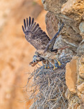 cliff nest red tails