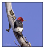 pic a tete rouge / red-headed woodpecker